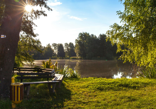 Why Choose Professional Tree Maintenance Services In Belle Isle For Forestry Mulching